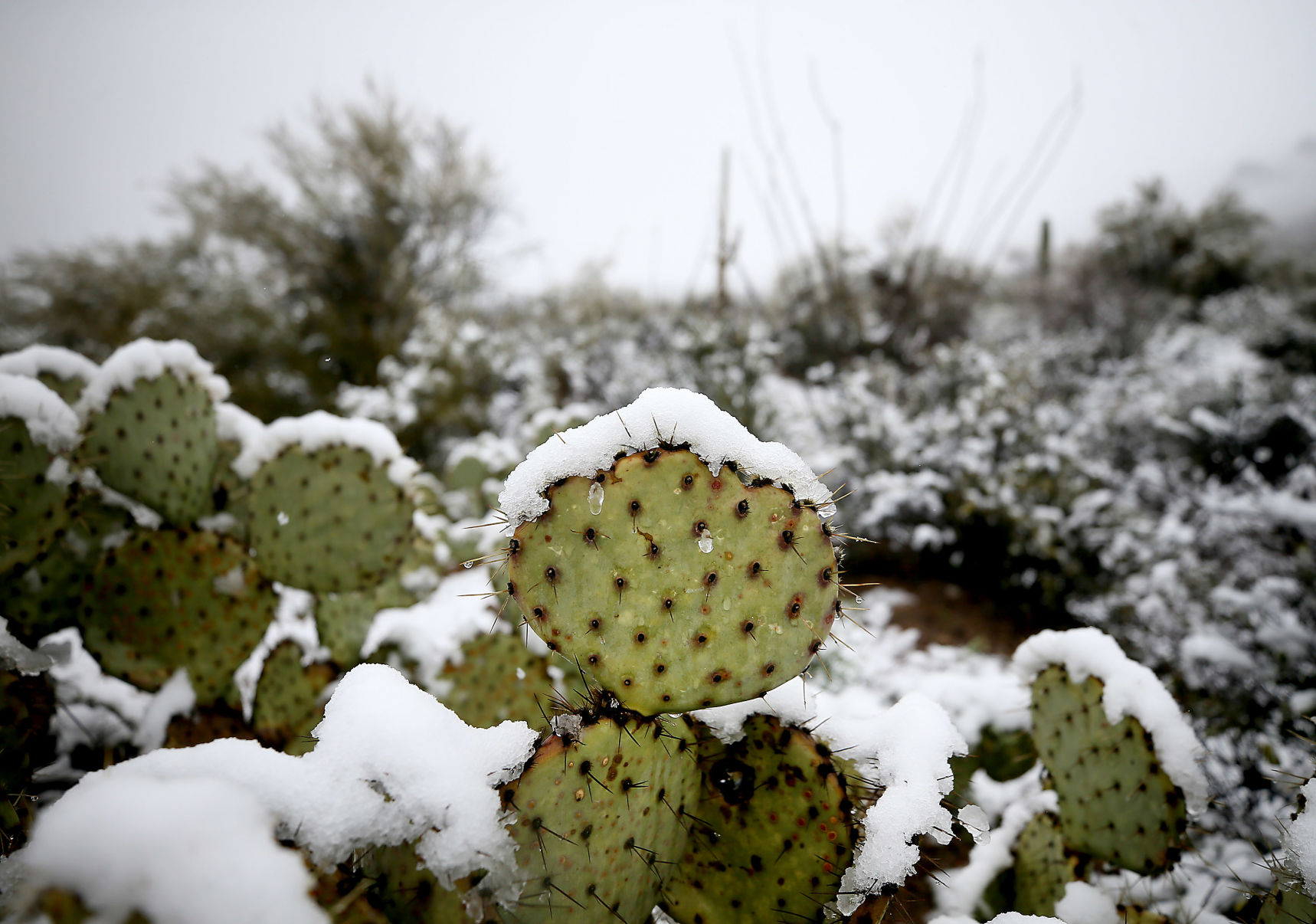 Snow in the Old Pueblo